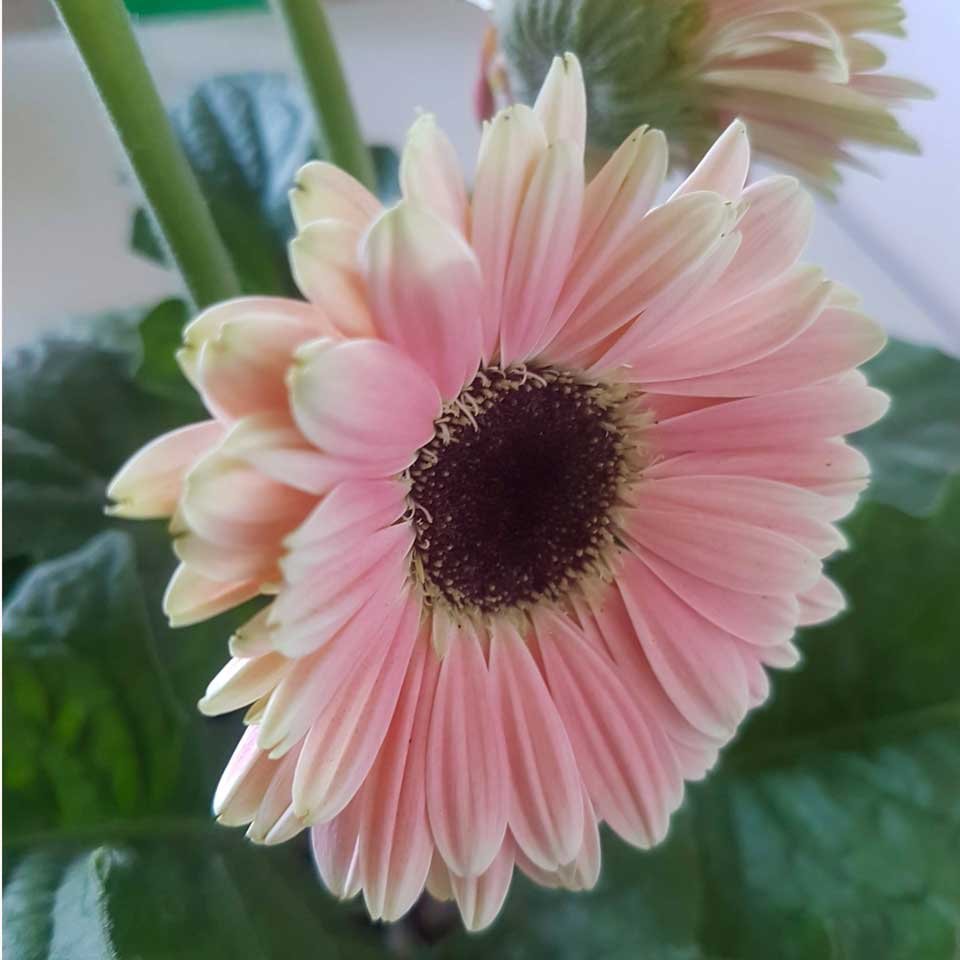 Gerbera – Tu planta interior