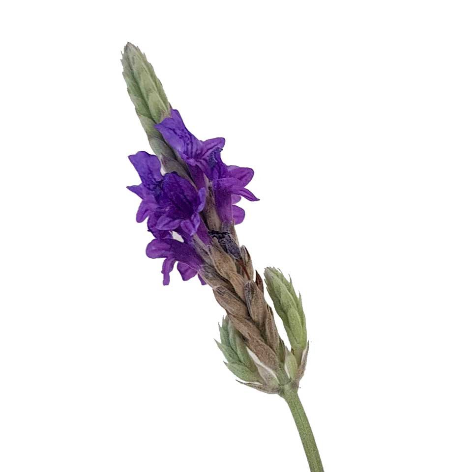 Lavanda pinnata – Tu planta interior