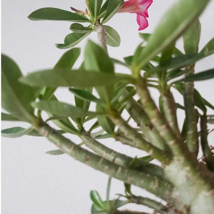 Rosa del desierto