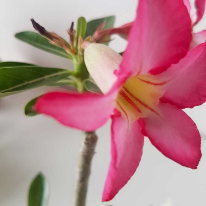 Rosa del desierto - Imagen 4