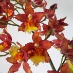 Wilsonara - Imagen 2