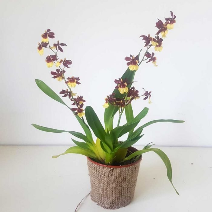 Oncidium