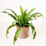 Asplenium osaka - Imagen 3