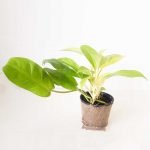 Philodendon lemon lime - Imagen 2