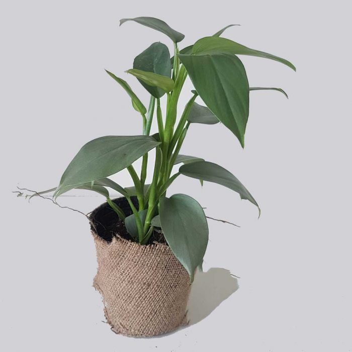 Philodendron silver - Imagen 2