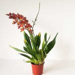 Wilsonara - Imagen 3
