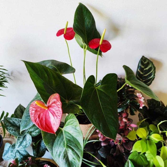 Anthurium - Imagen 4