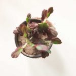 Euphorbia trigona rubra - Imagen 3