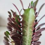 Euphorbia trigona rubra - Imagen 2