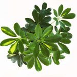 Aralia -Schefflera arboricola