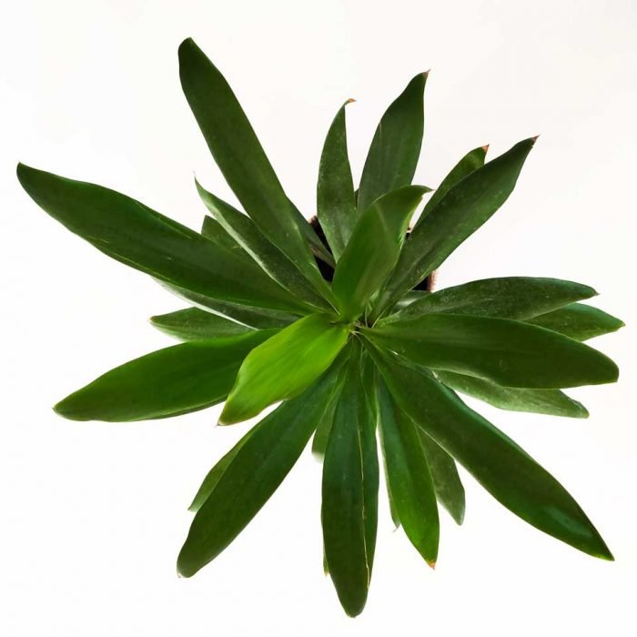 Dracena robusta