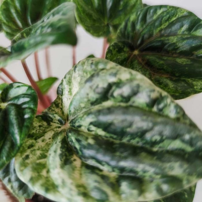 Peperomia caperata variegata - Imagen 3