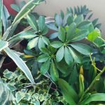 Aralia -Schefflera arboricola - Imagen 4