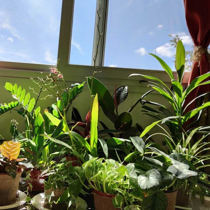 Dracena robusta - Imagen 4