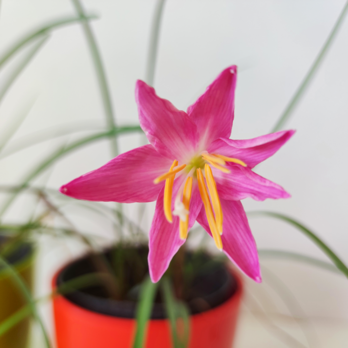 Zephyranthes robusta - Imagen 3