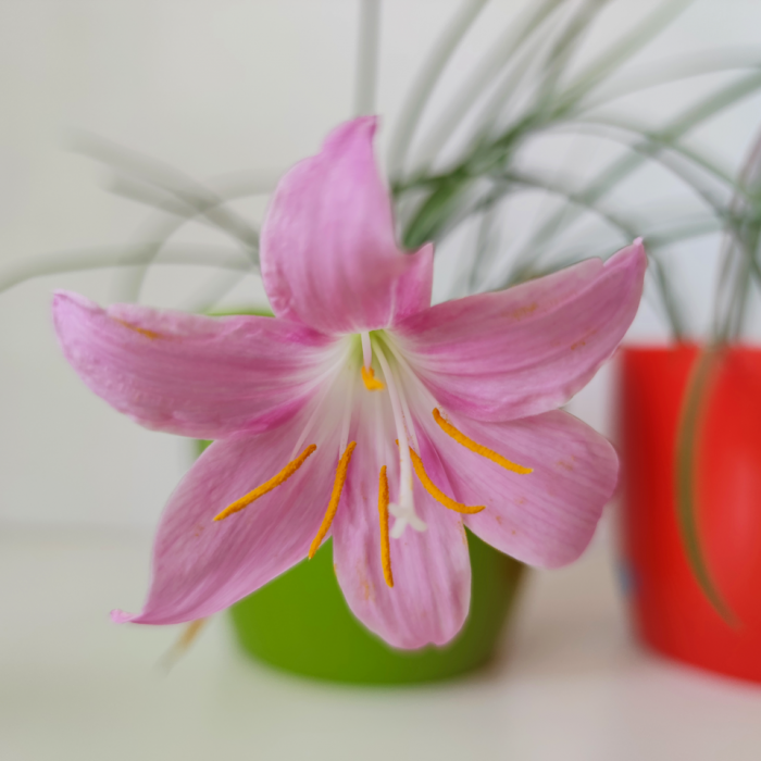 Zephyranthes robusta - Imagen 2