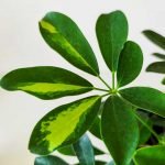 Aralia -Schefflera arboricola - Imagen 3