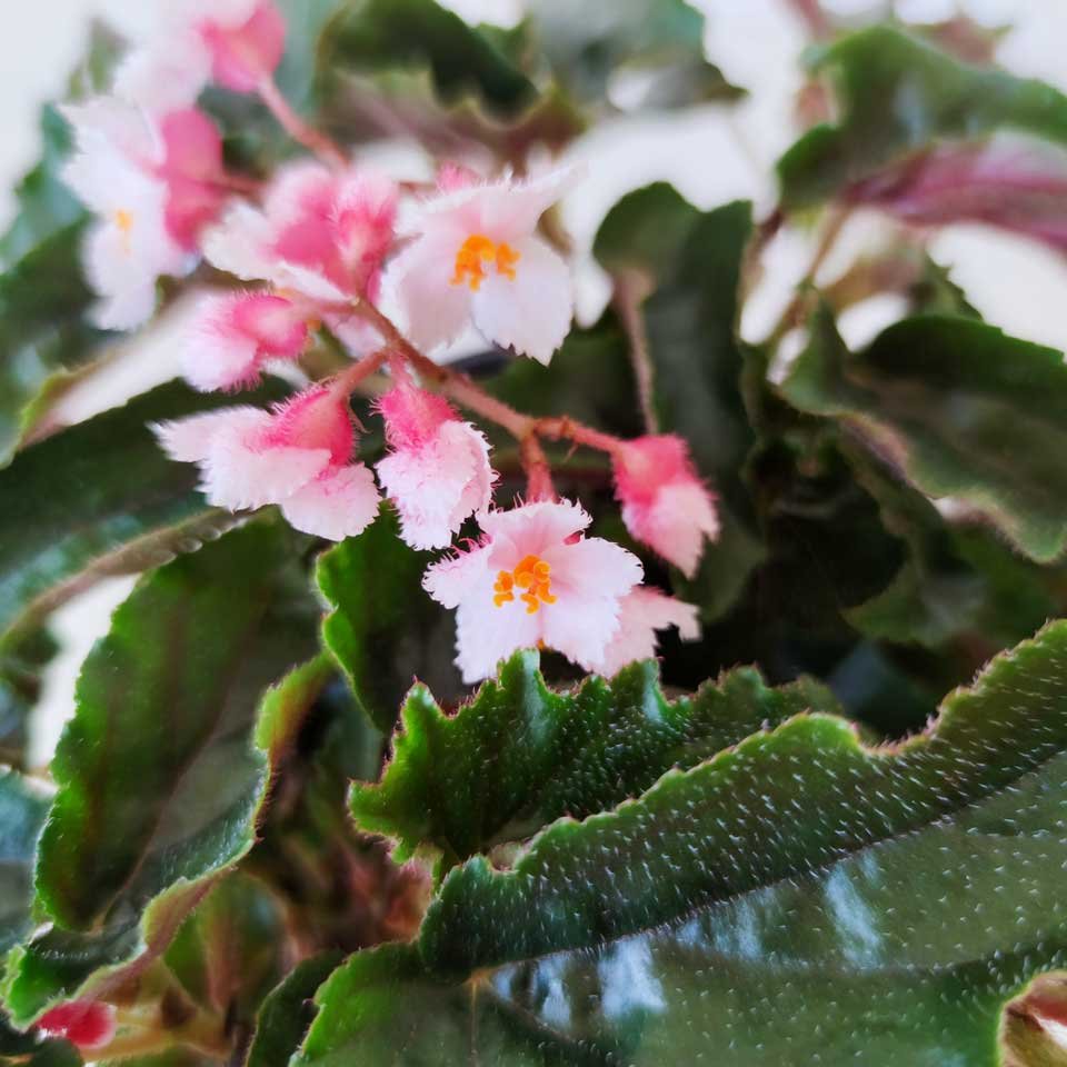 Begonia corazón de estudiante – Tu planta interior