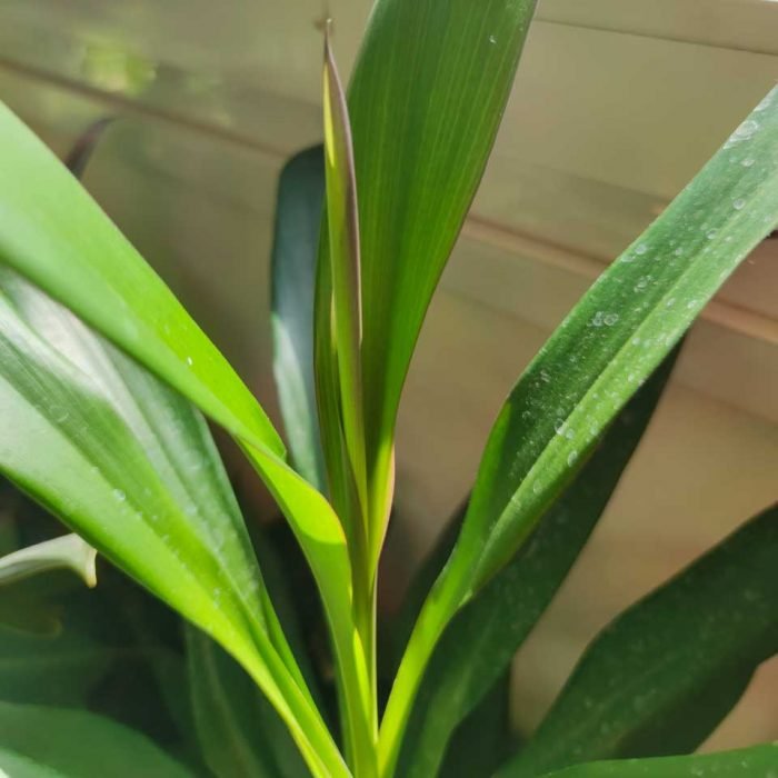 Dracena robusta - Imagen 3
