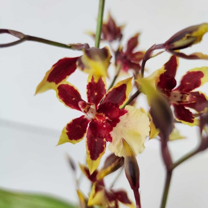 Oncostele (Colmanara) Wildcat "Rainbow"