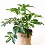 Aralia -Schefflera arboricola - Imagen 2