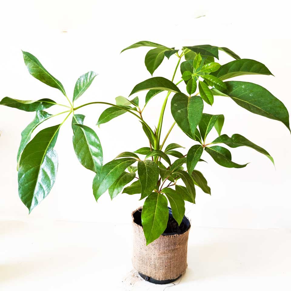 Aralia pulpo – Schefflera actinophylla – Tu planta interior