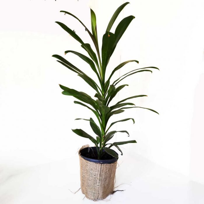 Dracena robusta - Imagen 2