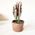 Euphorbia trigona rubra