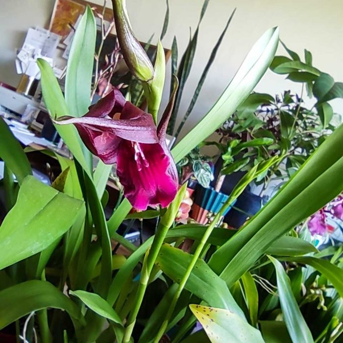 Orquideas Intergenericas - Imagen 3
