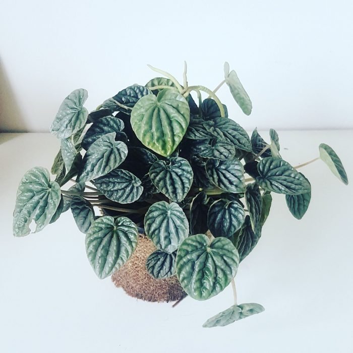 Peperomia caperata