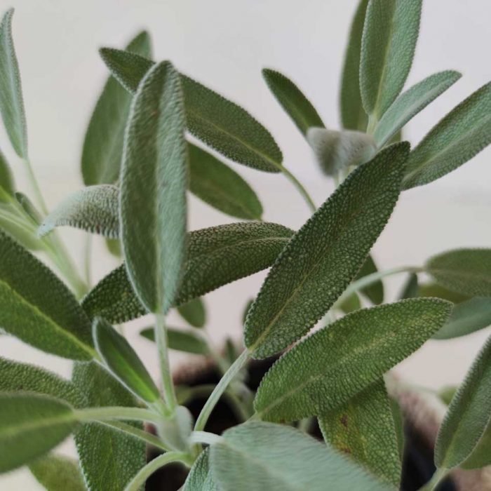 Salvia culinaria - Imagen 4
