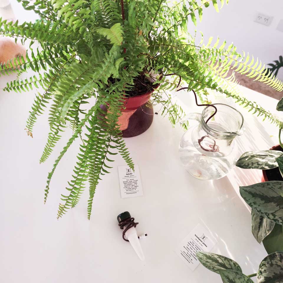 Helecho con riego automático - Imagen 4