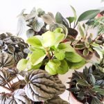 Peperomia caperata rosso - Imagen 4
