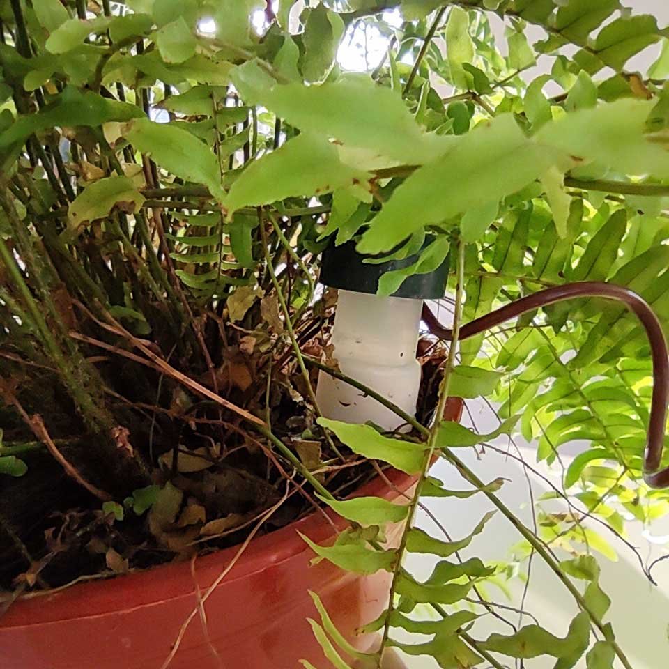 Helecho con riego automático - Imagen 2