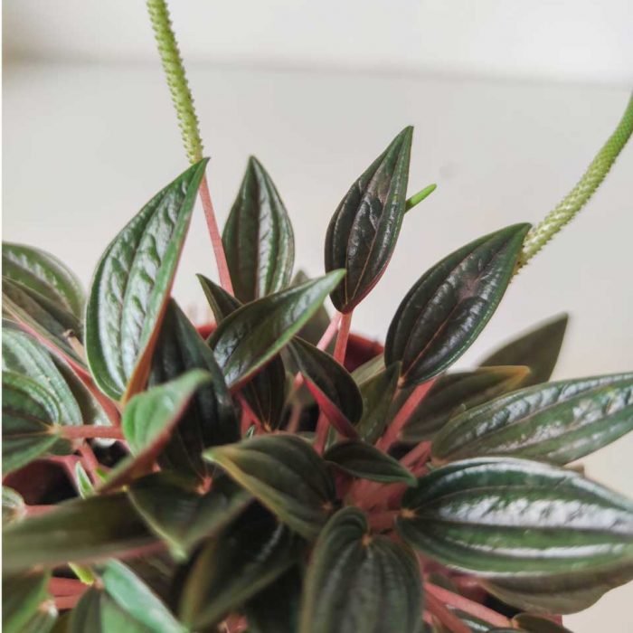 Peperomia caperata rosso - Imagen 3