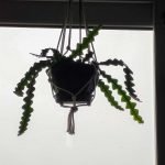 Cactus serrucho - Imagen 3