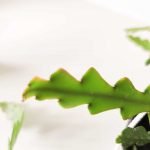 Cactus serrucho - Imagen 2