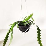 Cactus serrucho