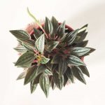 Peperomia caperata rosso