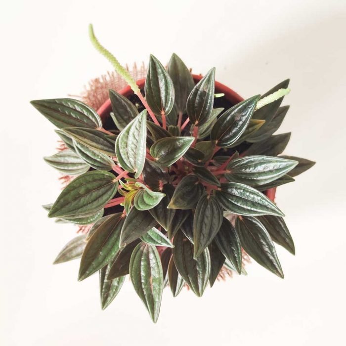 Peperomia caperata rosso