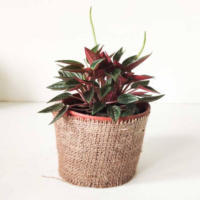 Peperomia caperata rosso - Imagen 2