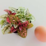 Hypoestes - Imagen 3