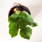 Jatropha podagrica - Imagen 2