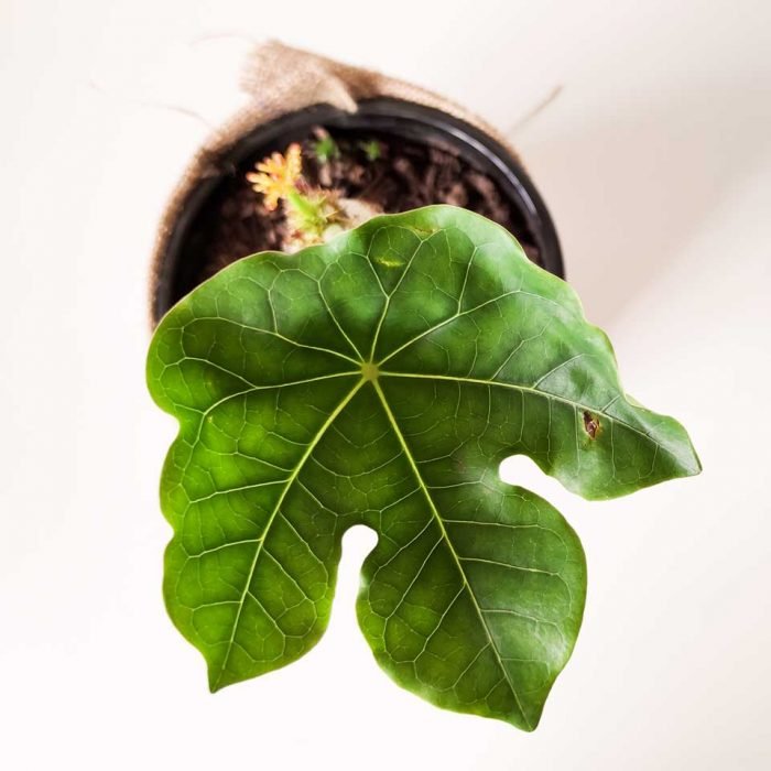 Jatropha podagrica - Imagen 2
