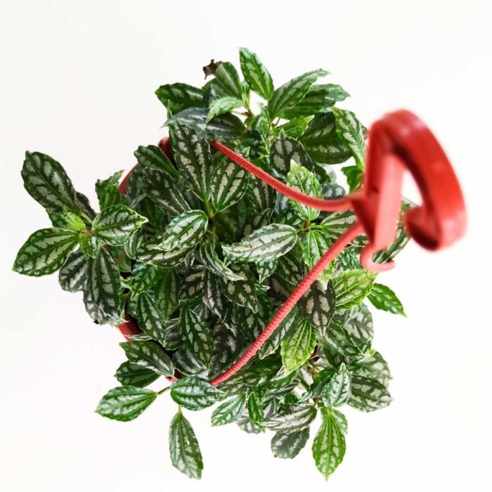 Pilea cadierei