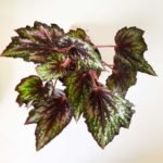 Begonia rex "Maui mist" - Imagen 4