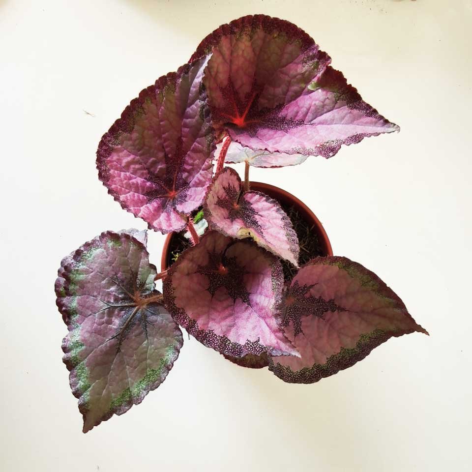 Begonia rex «Roi de roses» – Tu planta interior