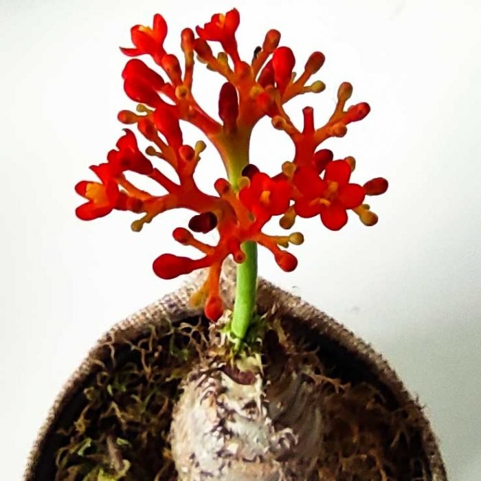 Jatropha podagrica - Imagen 3