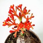 Jatropha podagrica - Imagen 4