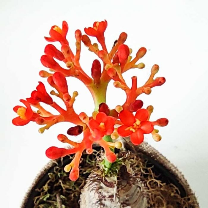 Jatropha podagrica - Imagen 4